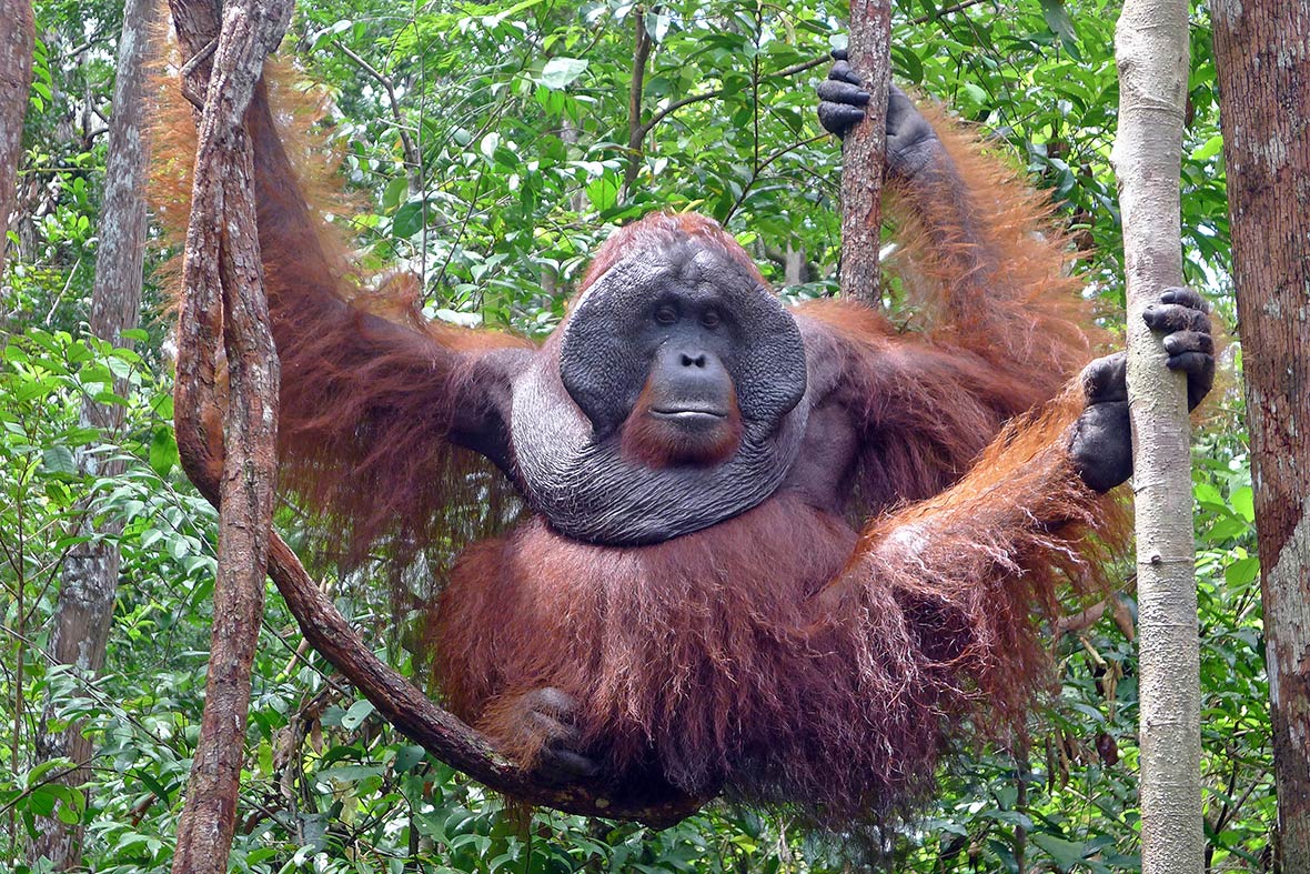 Winding River Path to the Orange Ape of Borneo - Travelogues from